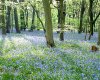 bluebell wood