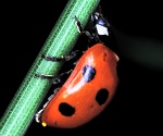 7-spot ladybird (Coccinella septempunctata)