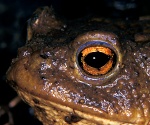 Common toad (Bufo bufo)