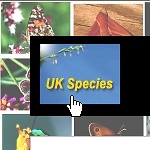 Return to UK Species search page